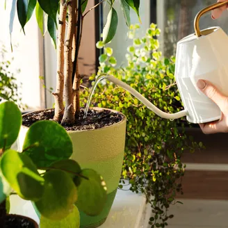 Watering can pouring water on an indoor plant